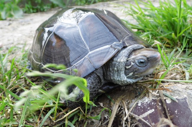 养草龟的十大忌讳