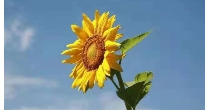 我与旧事归于尽，来年依旧迎花开。是什么意思？