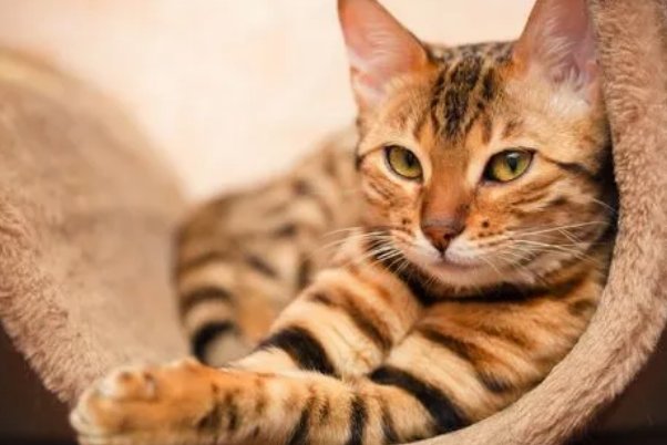 蚂蚁庄园今日课堂答题哪种动物天生会游泳