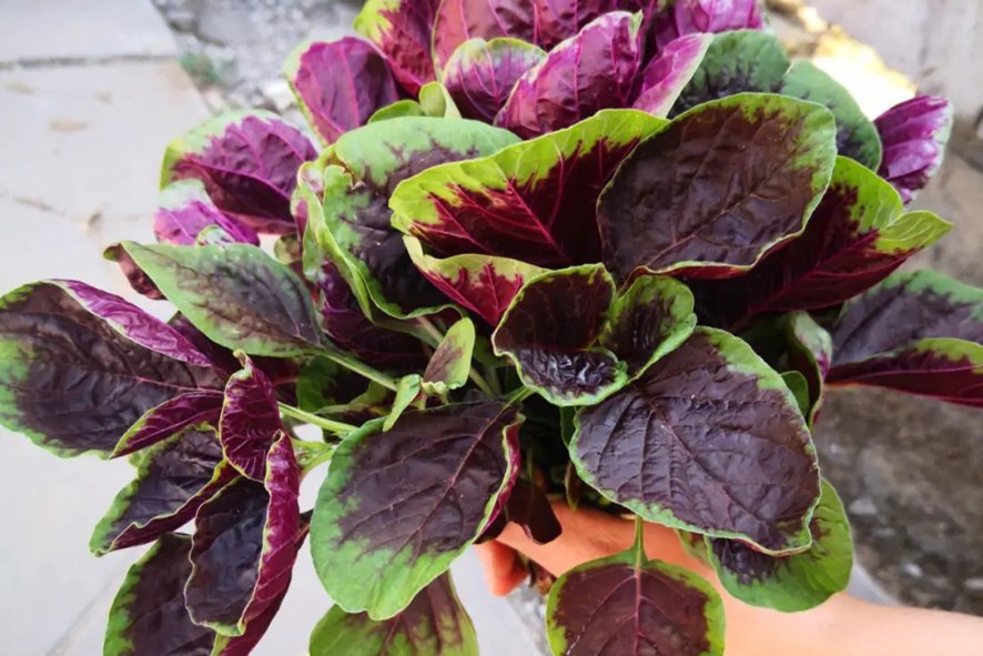 amaranth中文翻译