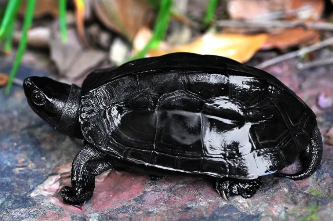 养草龟的十大忌讳