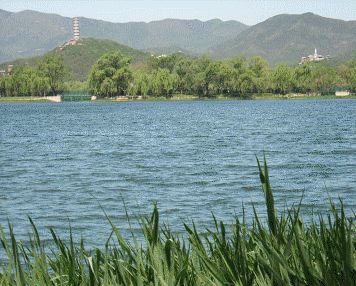 三从四德，猜一生肖。