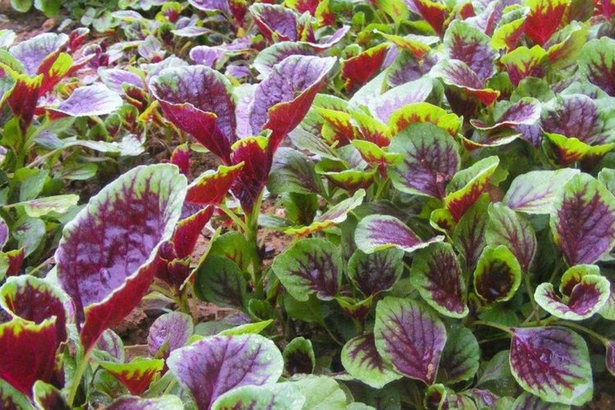 amaranth中文翻译