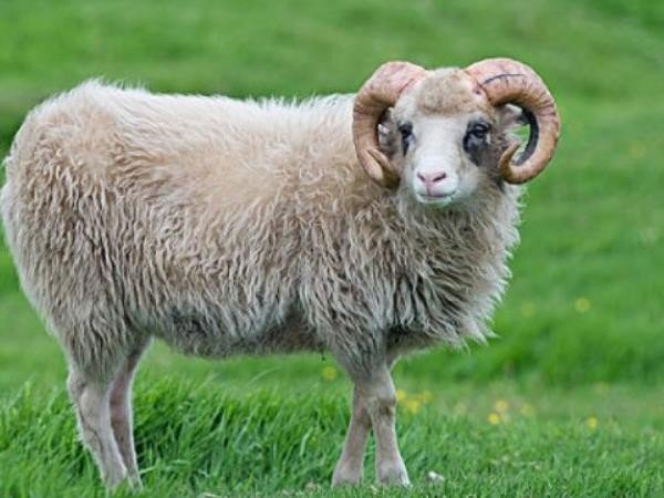 战肖是哪几个生肖