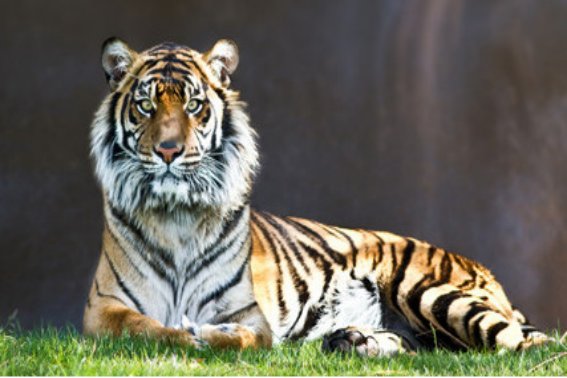 风波亭里满江红打一个生肖