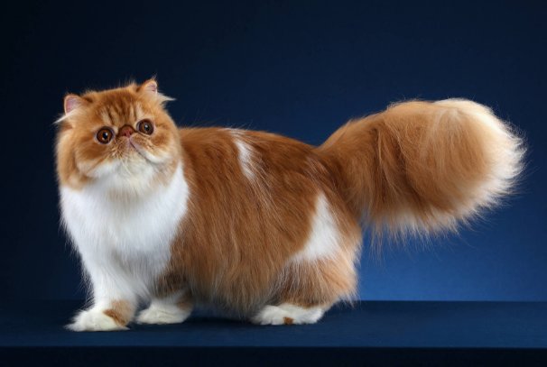 蚂蚁庄园今日课堂答题哪种动物天生会游泳