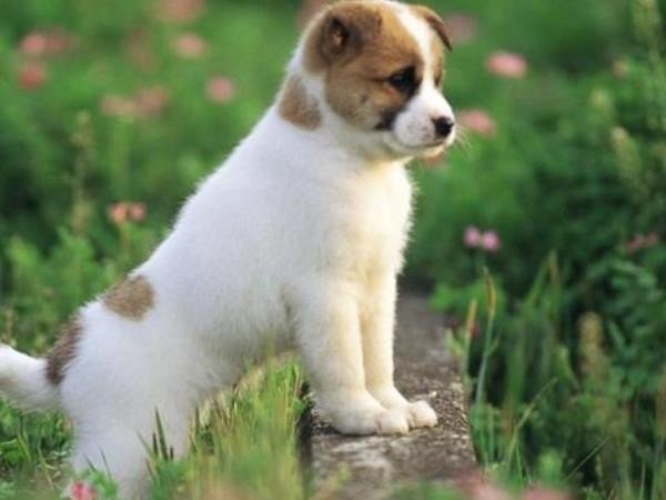 战肖是哪几个生肖