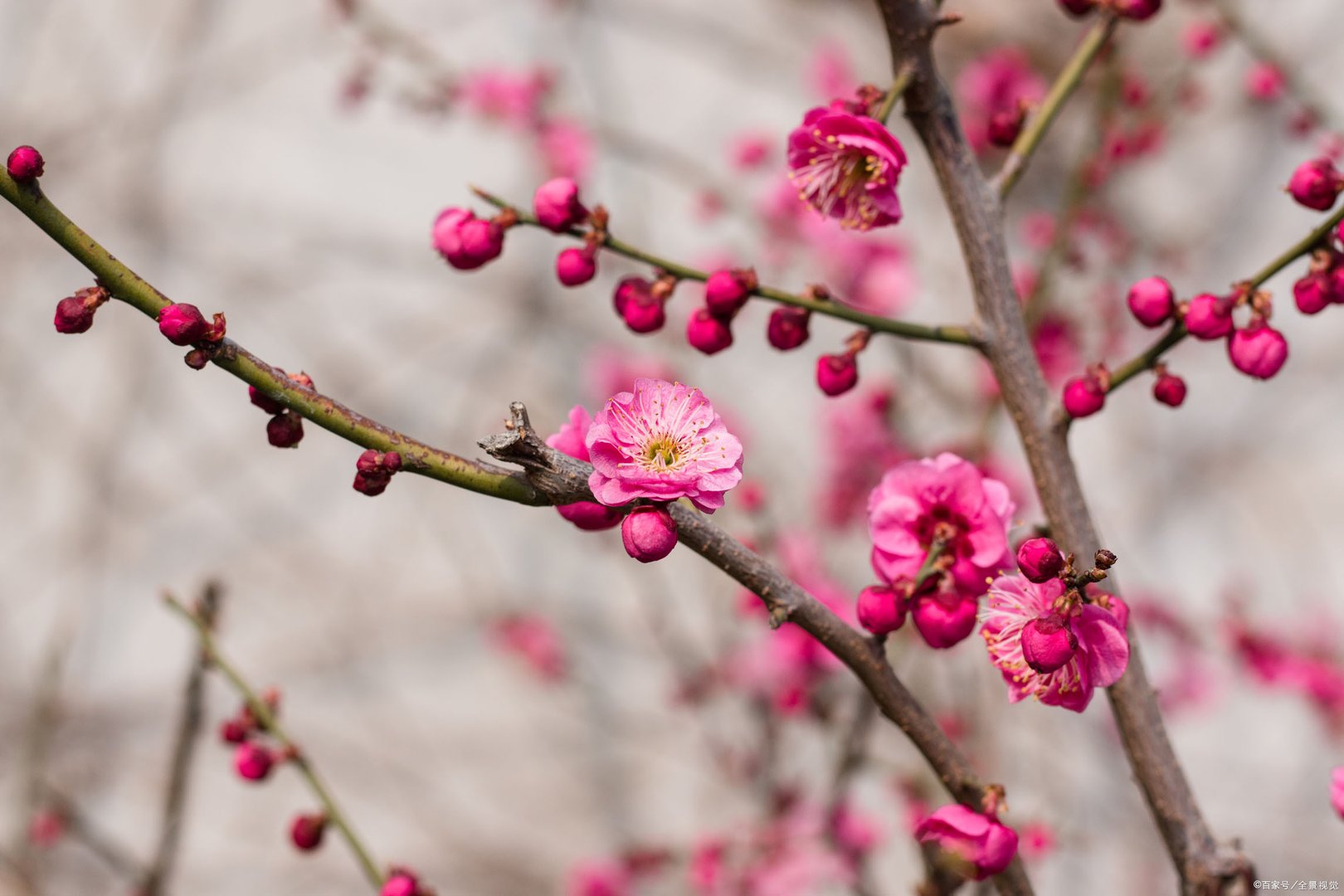 红杏出墙来出自哪里？