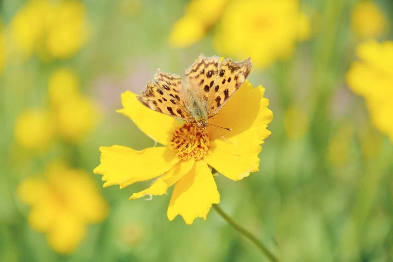 yesterday once more歌词