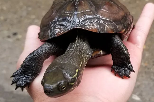 养草龟的十大忌讳