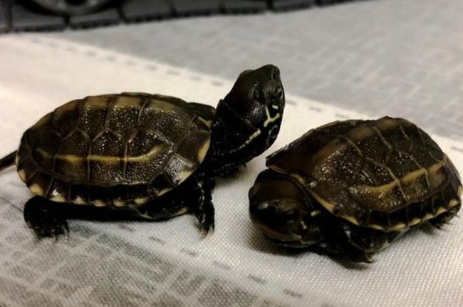 养草龟的十大忌讳