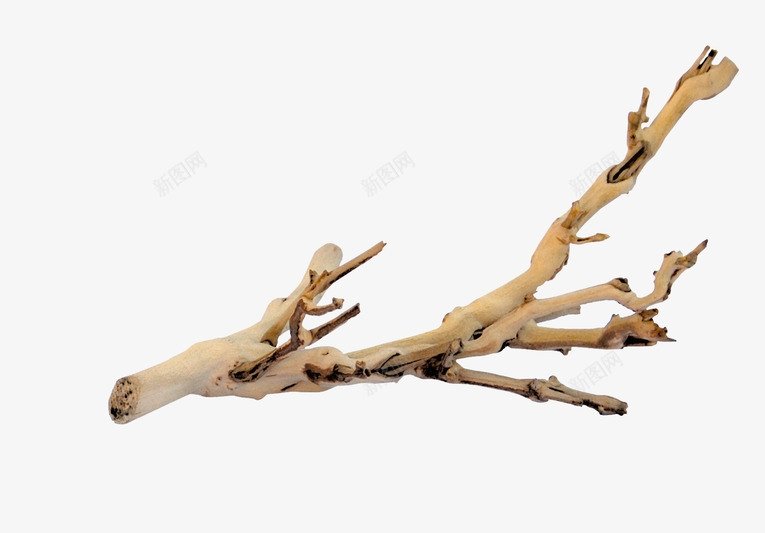 树杈的拼音怎么写