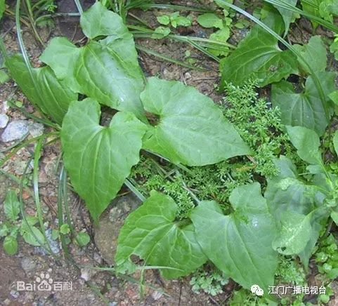 薇甘菊是什么？