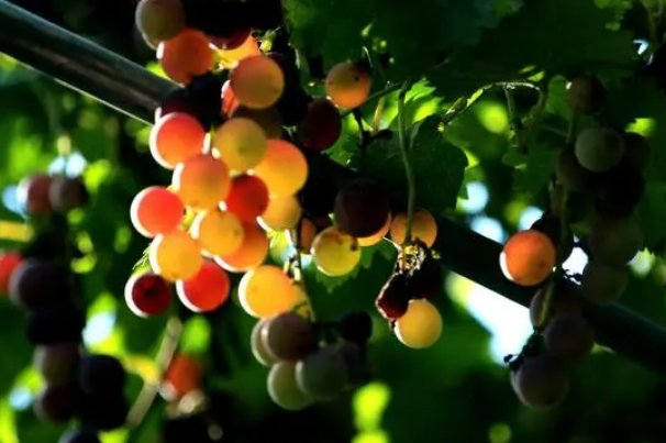 满满的拼音怎么写