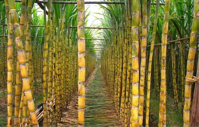 郭小川诗歌《青纱帐甘蔗林》原文