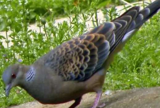 鹁鸪怎么读？是什么意思？