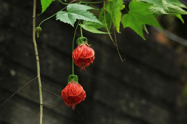 送老师什么花最好