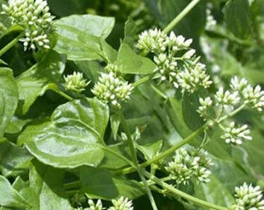 薇甘菊是什么？