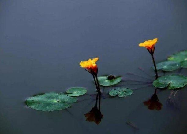 歌曲《萍聚》原唱