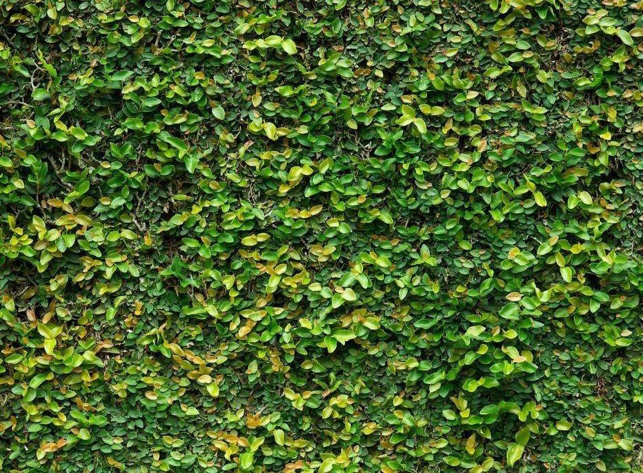 有心走不快，见水装不完，长草难收拾，遇食就可食。是什么谜底？