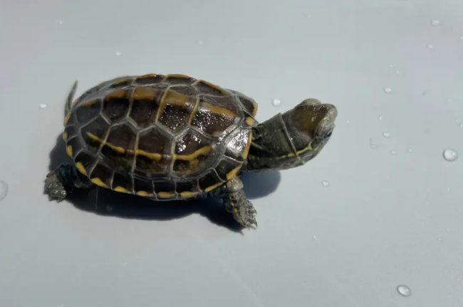 养草龟的十大忌讳