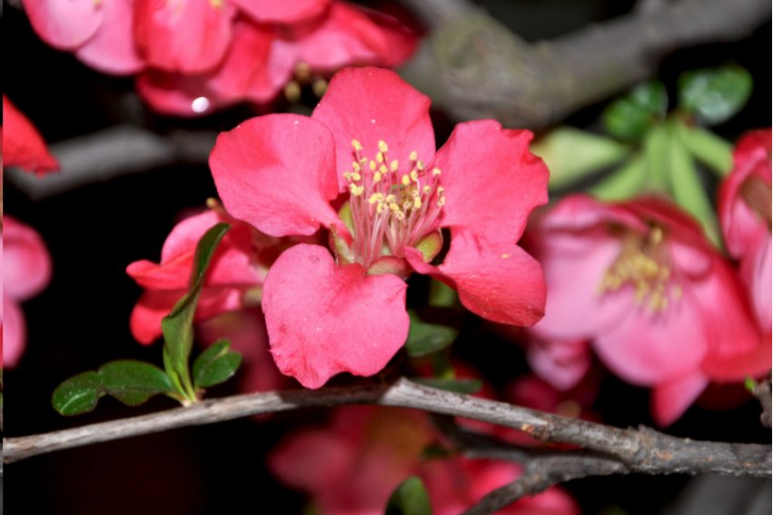 幽香的香怎么解释