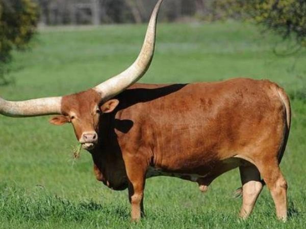 战肖是哪几个生肖