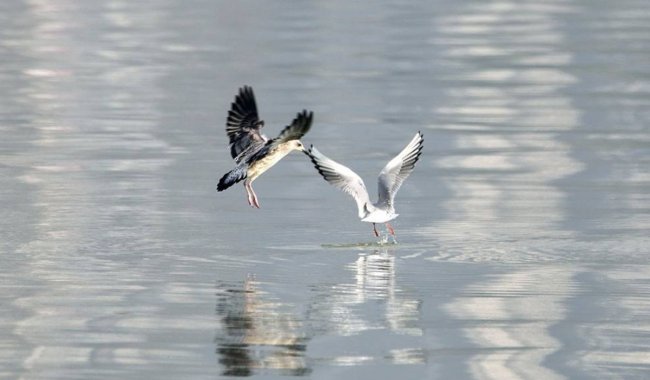 “鸿是江边鸟”的下一句是什么（对对联）