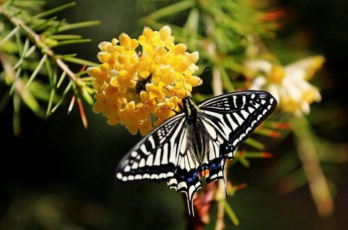 蝴蝶有哪些两个字的组词