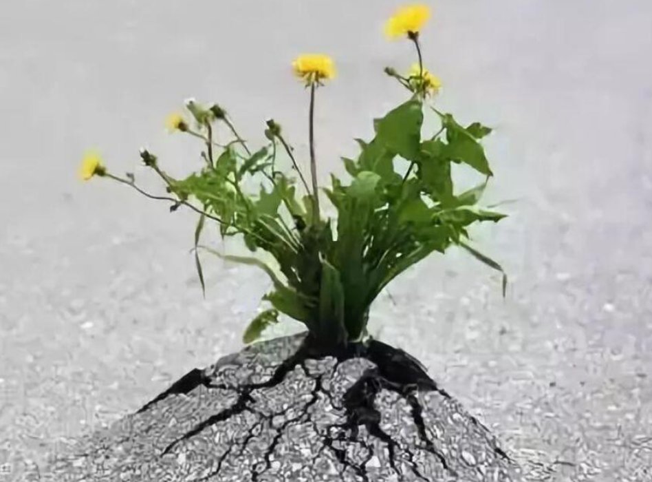 冰心的小短诗成功的花