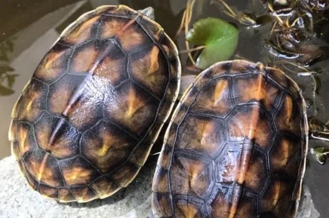 养草龟的十大忌讳