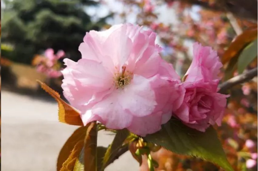 幽香的香怎么解释