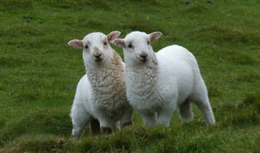 大吉大利的4个生肖