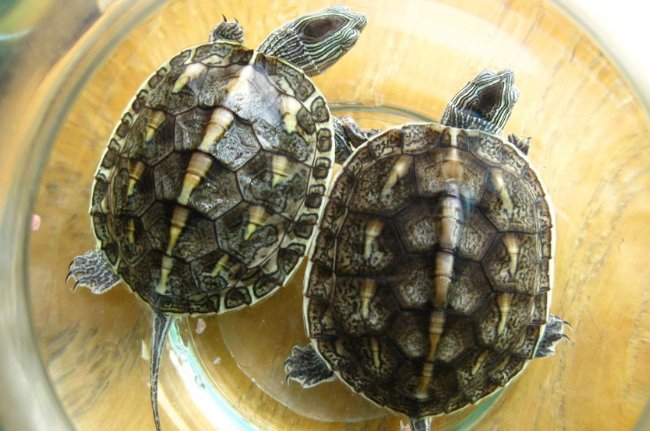 养草龟的十大忌讳