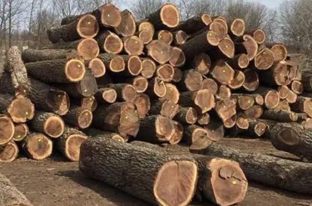 木破芝是什么意思