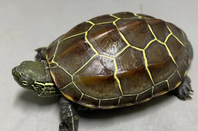 养草龟的十大忌讳