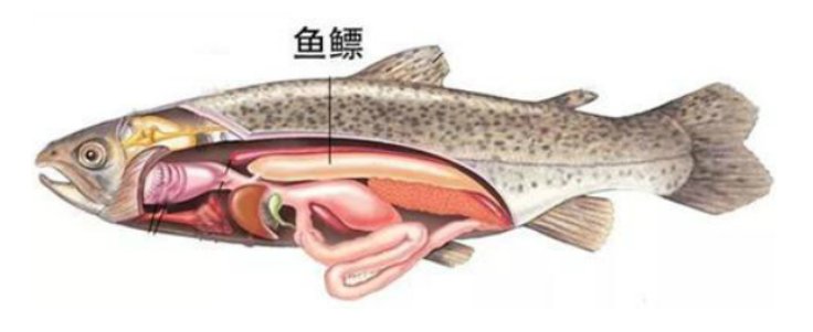 鱼肚是什么？