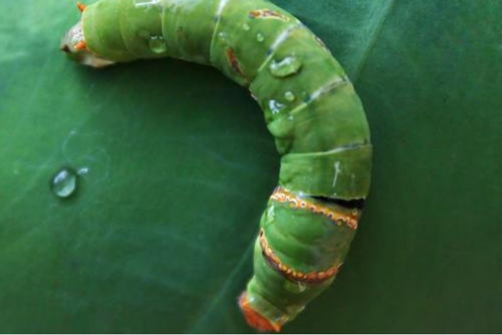 夏虫指的是什么