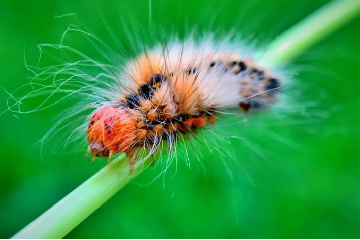 夏虫指的是什么