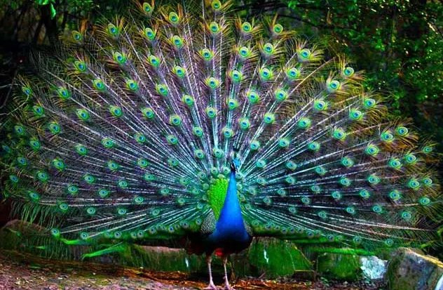 孔雀开屏是什么意思