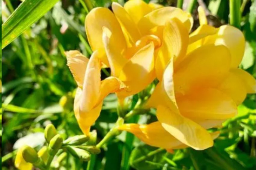 幽香的香怎么解释