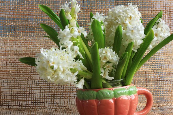 送老师什么花最好