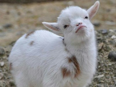 女属猪的最佳婚配