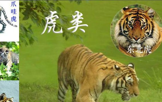 谜语谁是百兽之王?(脑筋急转弯)