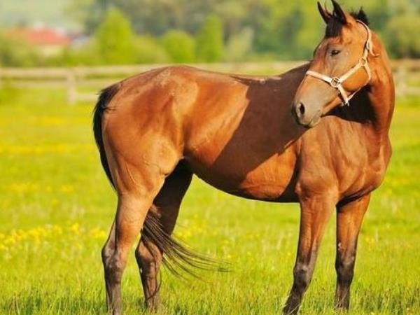 战肖是哪几个生肖