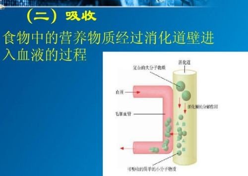 吸收的近义词是什么词