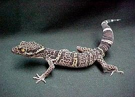 守宫是什么动物？