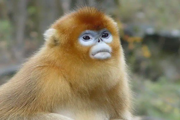 草长莺飞比喻什么生肖