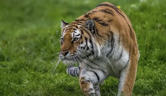 大吉大利的4个生肖