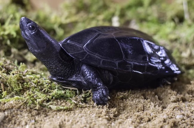 养草龟的十大忌讳